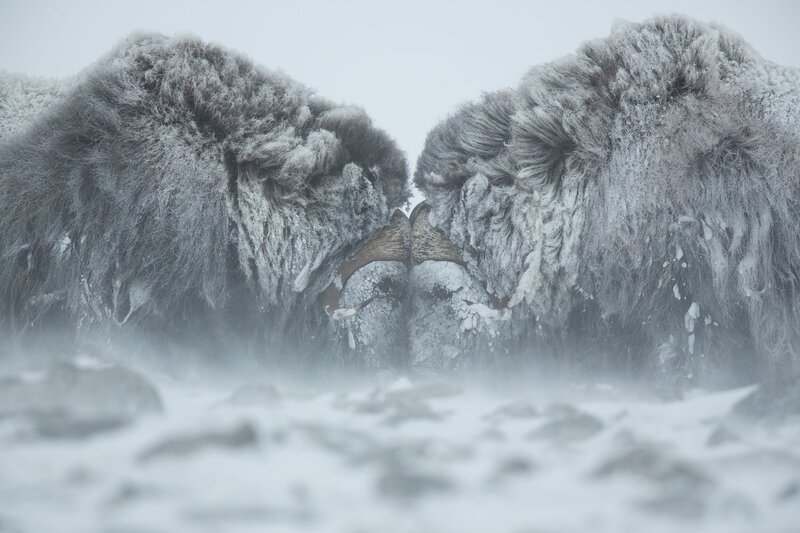 Two Musk Oxen Fighting