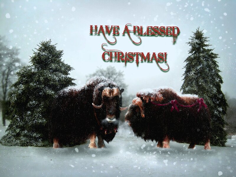 Two Musk Oxen in Snow