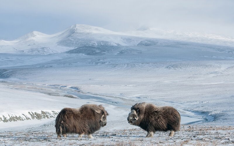 Two Musk Oxen