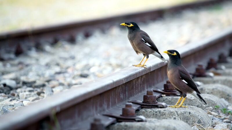 Two Myna Birds on Tracks