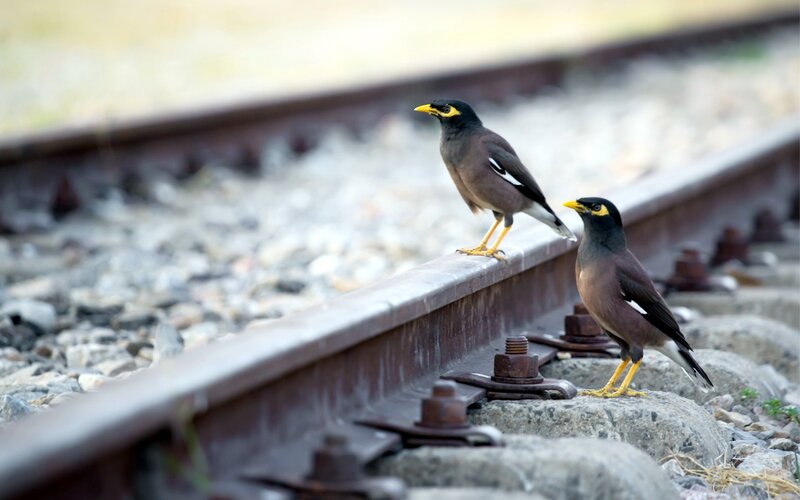 Two mynas on a railway track