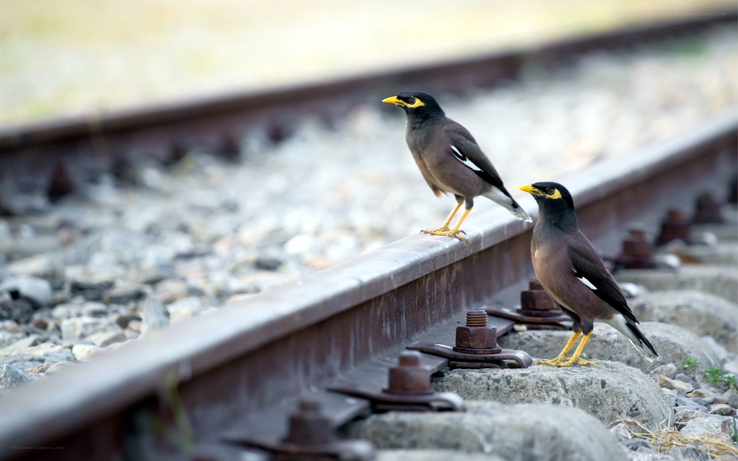 Two mynas on a railway track