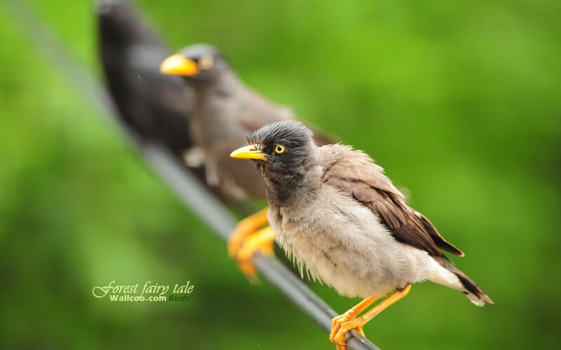 Two mynas on a wire