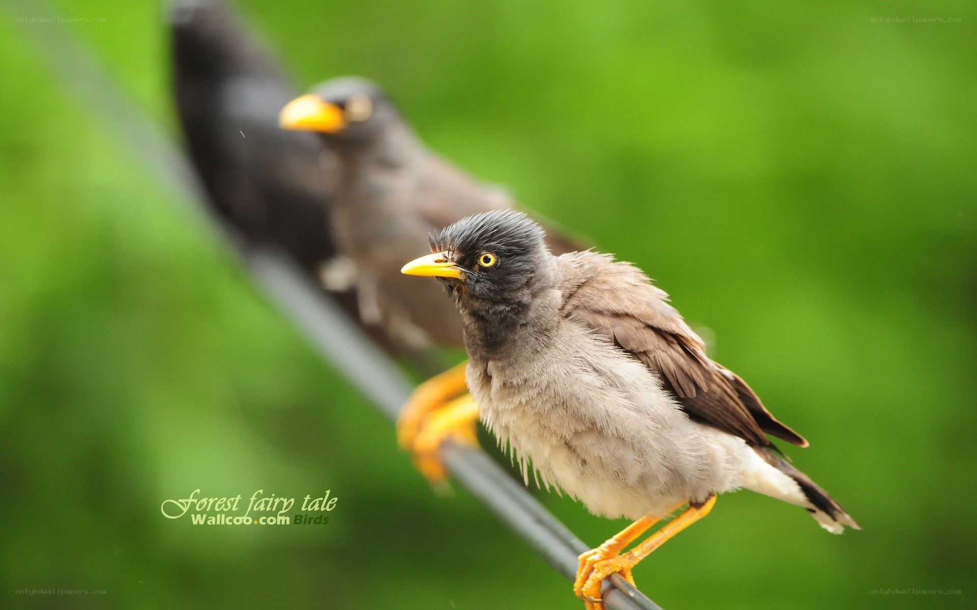 Two mynas on a wire