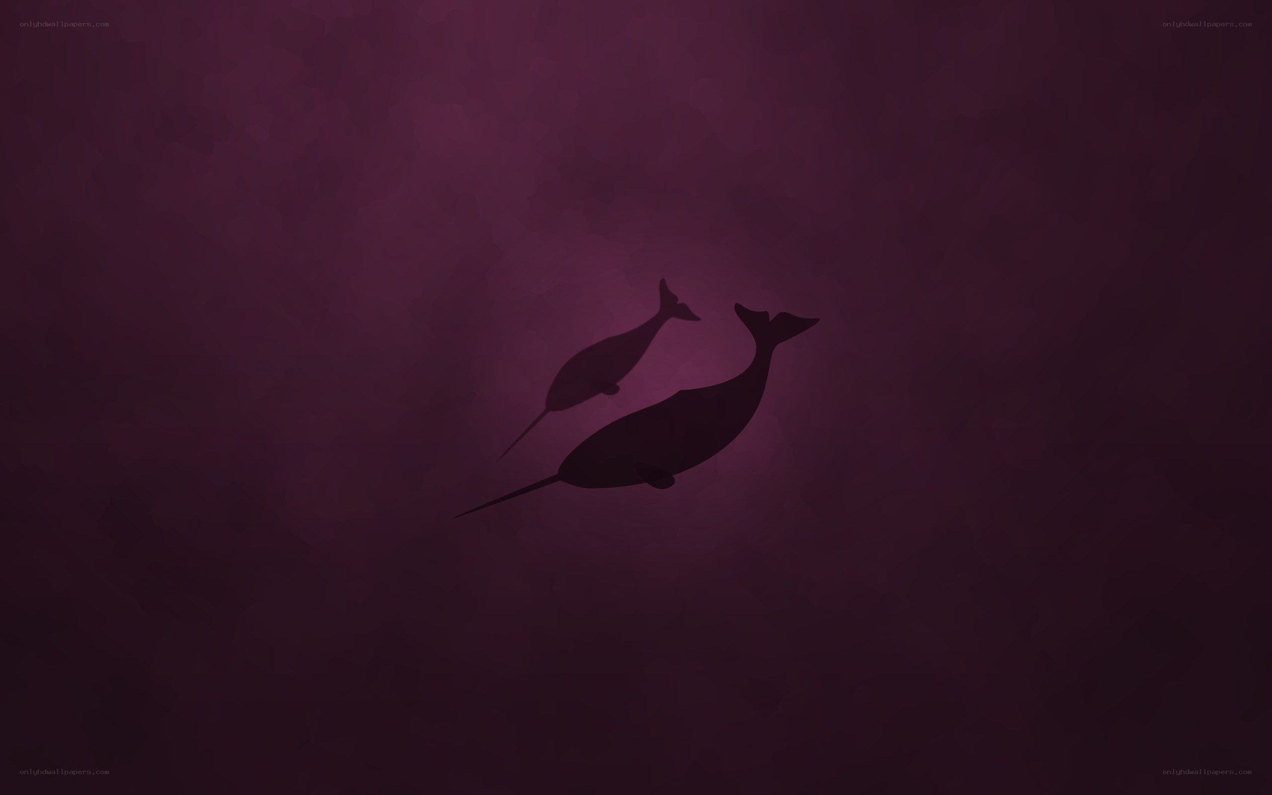Two narwhals swimming underwater