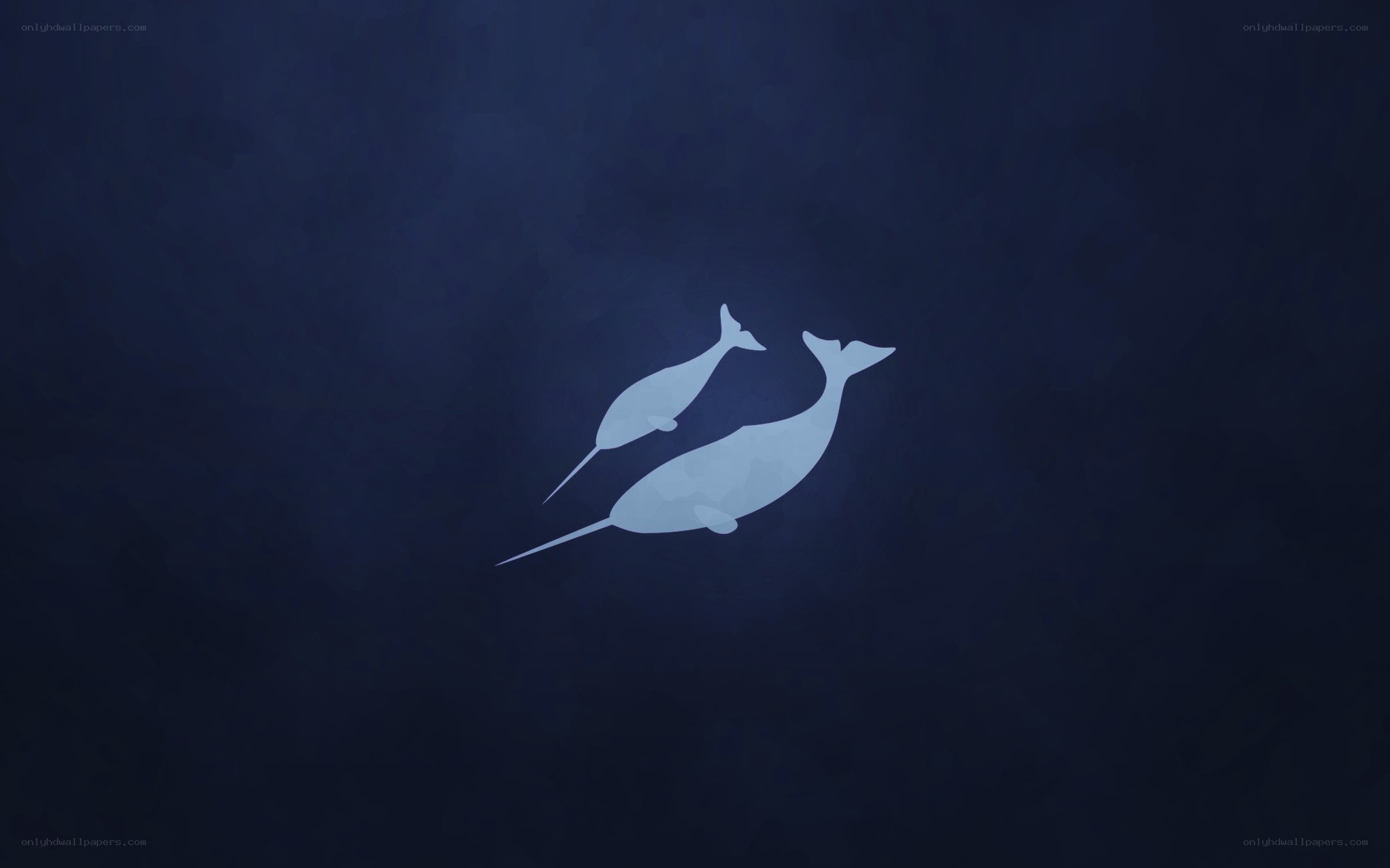 Two narwhals swimming