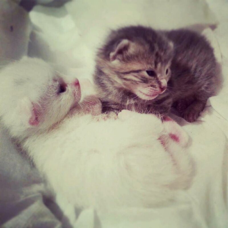Two newborn kittens resting