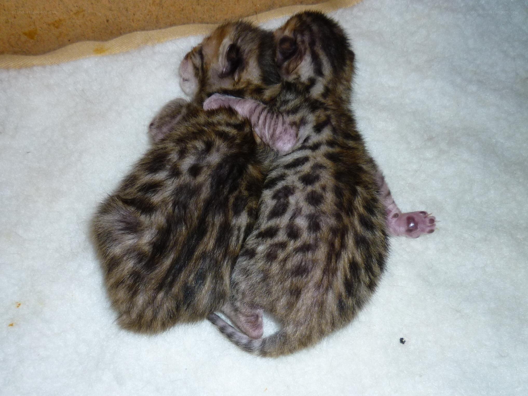 two newborn kittens sleeping