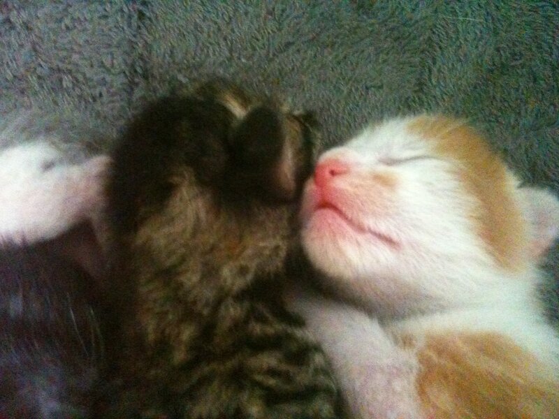 Two Newborn Kittens