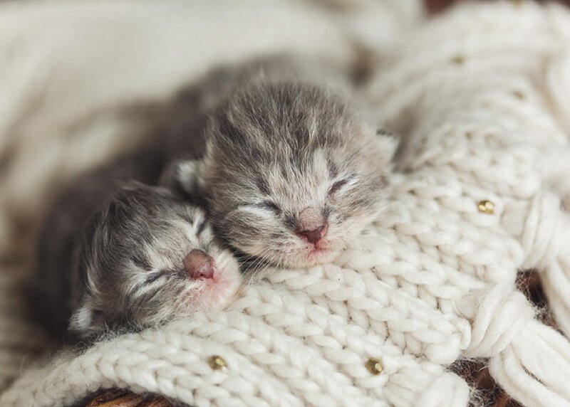 Two Newborn Kittens — White