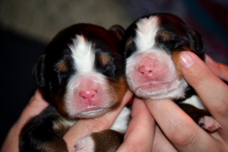 Two Newborn Puppies — Black