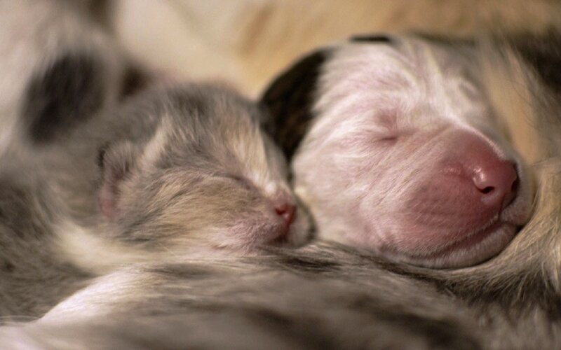 Two Newborn Puppies