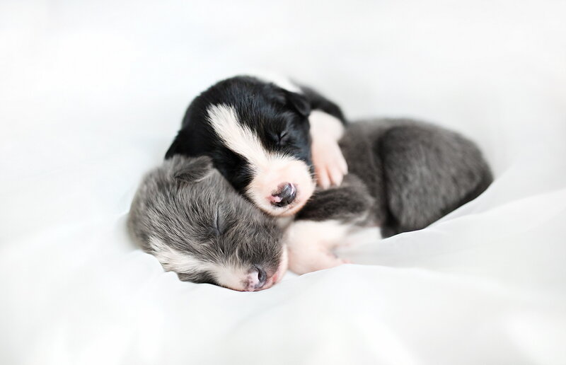 Two Newborn Puppies — White