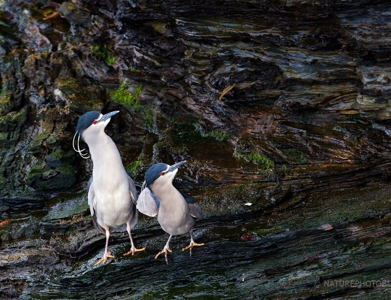 Two Night Herons on Rock