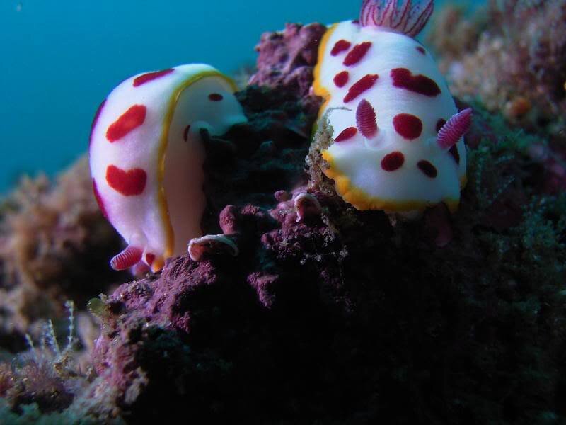 Two Nudibranchs on Coral