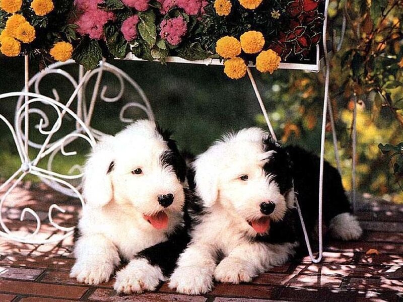 Two Old English Sheepdog Puppies