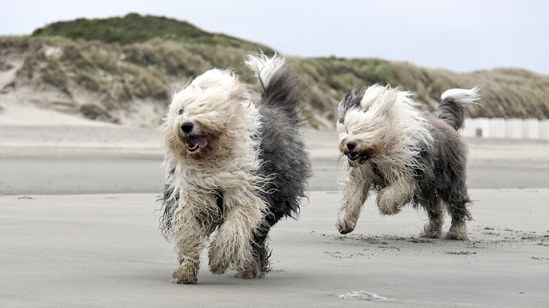 Two Old English Sheepdogs