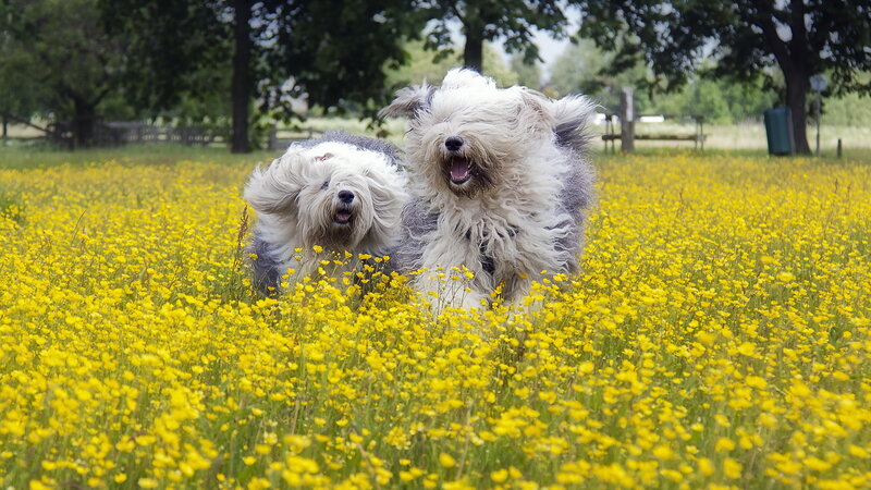 Two Old English Sheepdogs — Yellow
