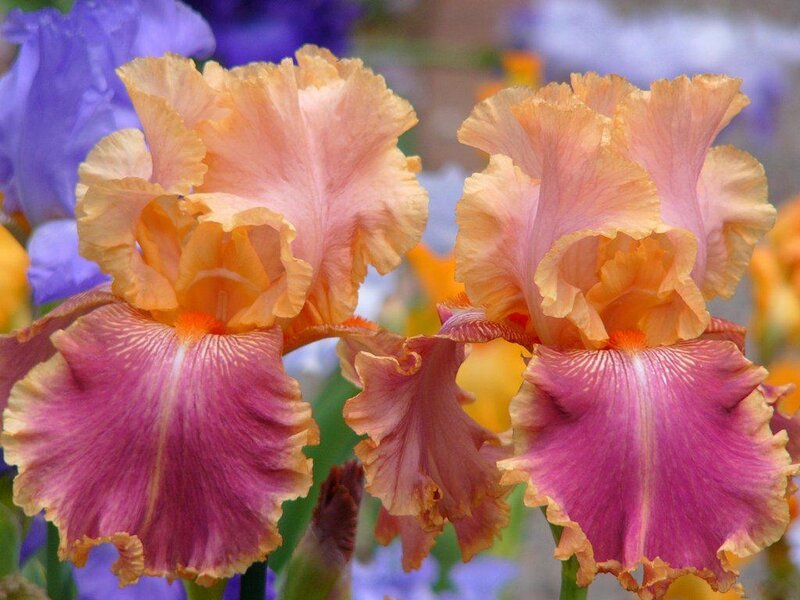 Two Orange and Purple Irises