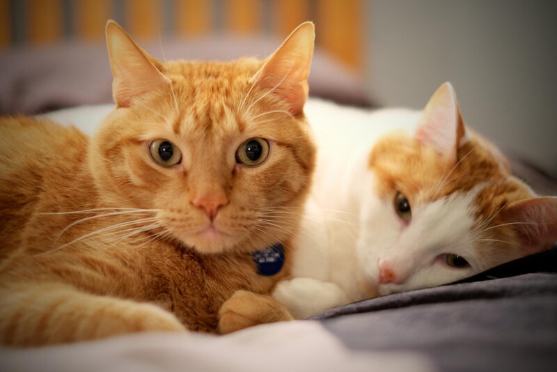 Two Orange and White Cats — Calm, Photograph