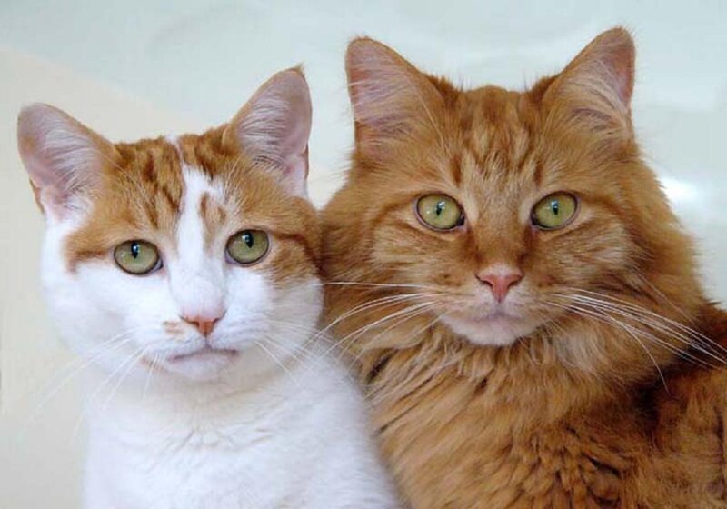 Two Orange and White Cats — Calm