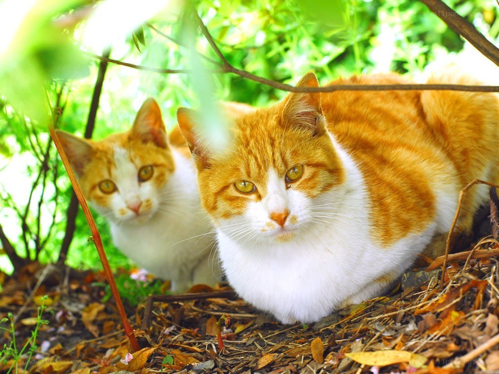 Two orange and white cats in garden
