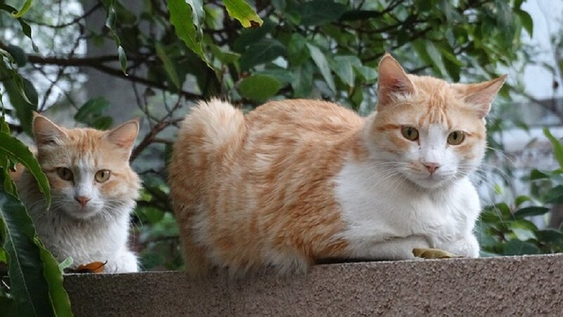 Two Orange-and-white Cats — Orange