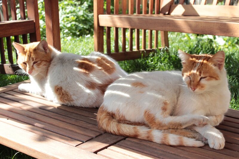 Two Orange-and-white Cats — White