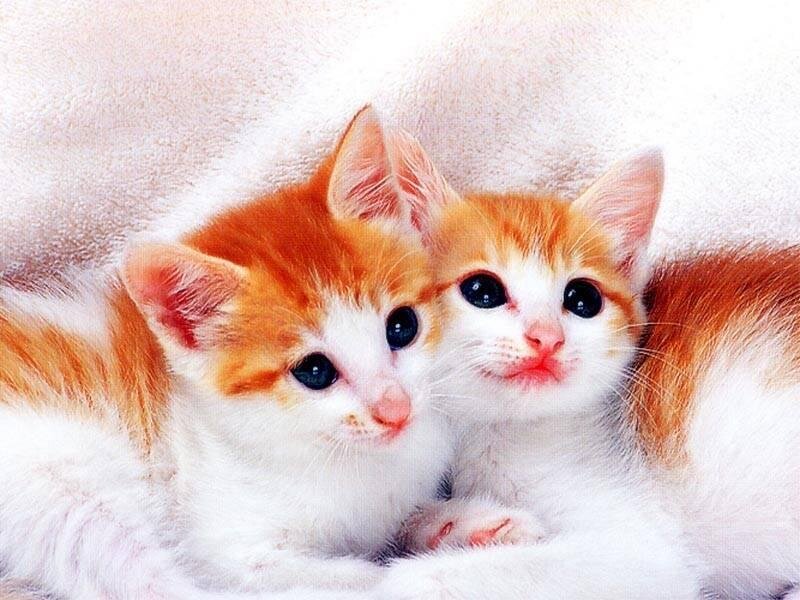 Two Orange and White Kittens — Blanket
