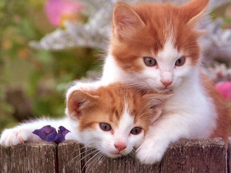 Two Orange and White Kittens — Calm, Afternoon