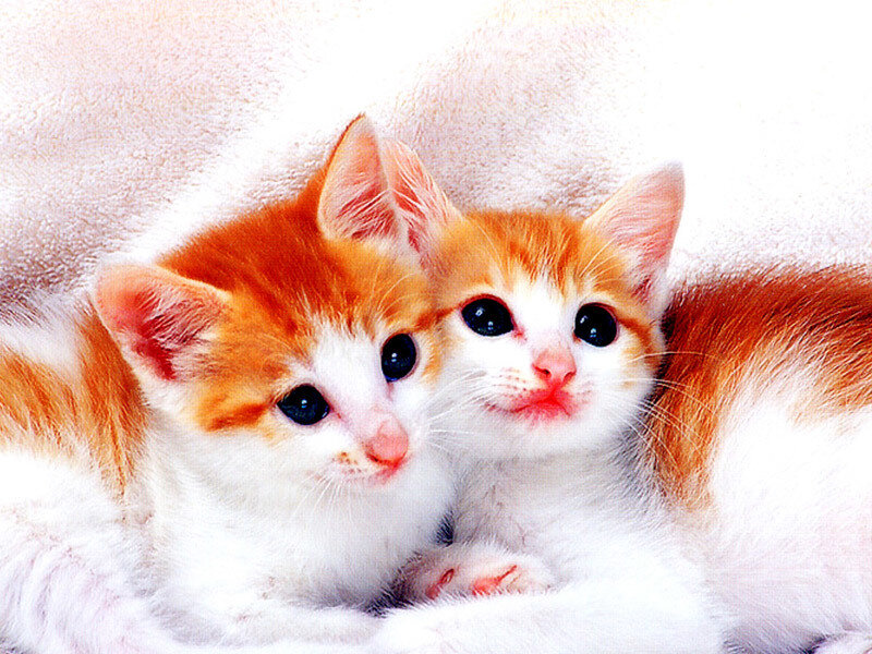 Two Orange and White Kittens — Calm, Photograph, Blanket