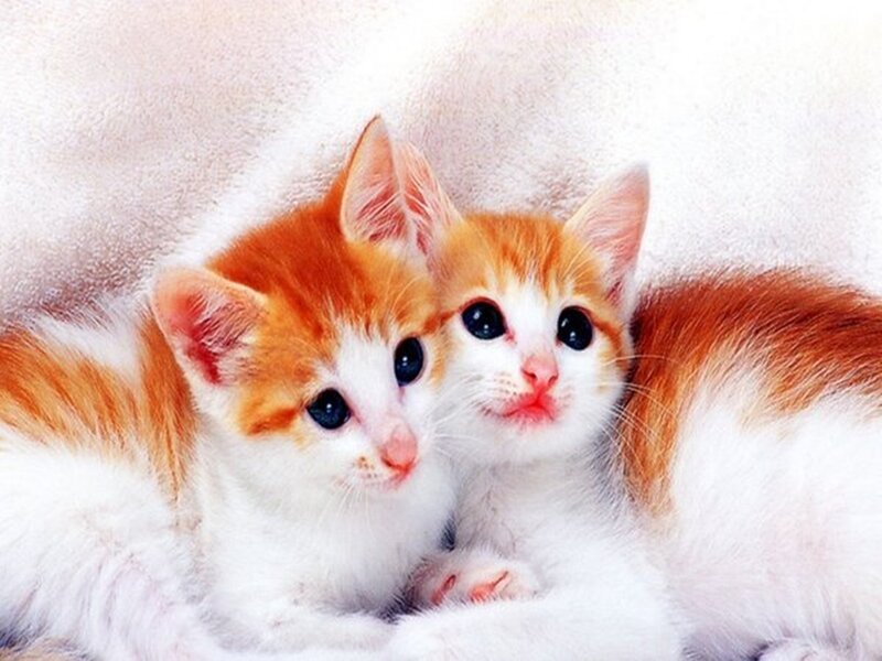 Two Orange and White Kittens — Calm, Photograph