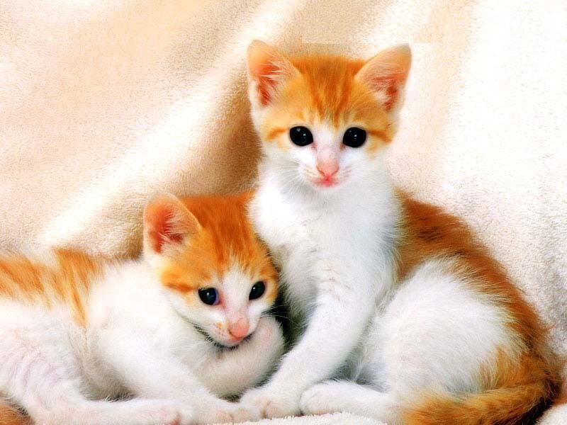 Two Orange and White Kittens — Cuddly