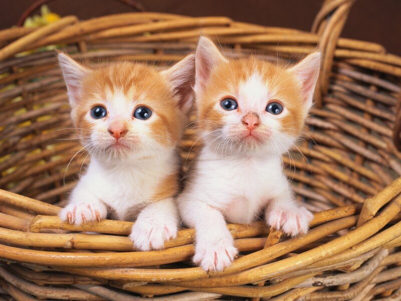 Two Orange and White Kittens — Innocent, Photograph, Basket
