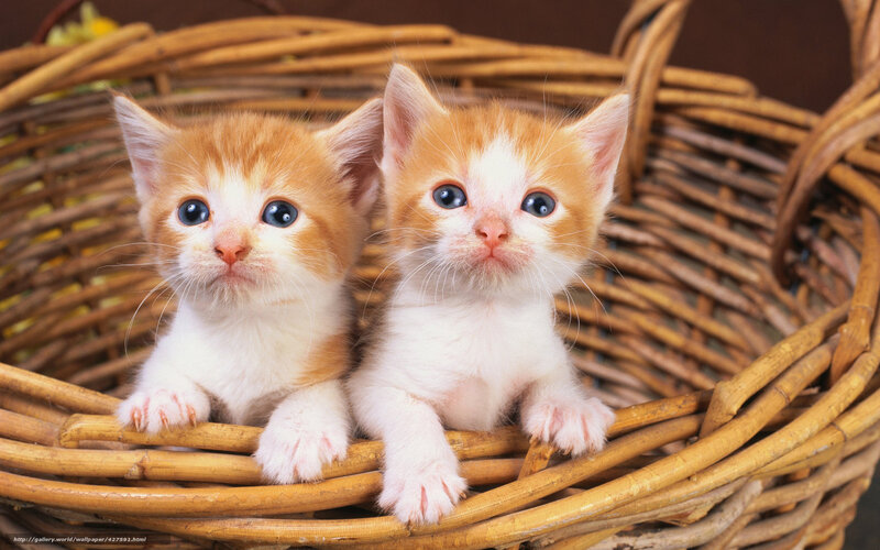 Two Orange and White Kittens — Innocent
