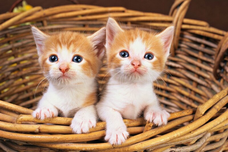 Two Orange-and-white Kittens — Orange, Innocent