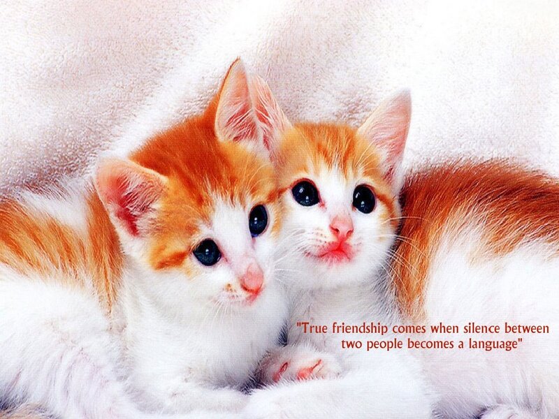 Two Orange-and-white Kittens — Orange