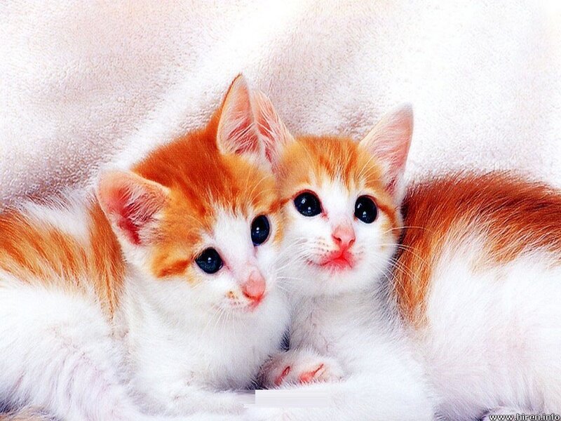 Two Orange and White Kittens — Photograph