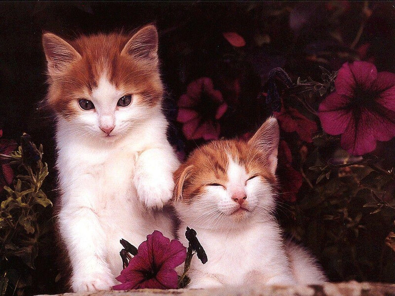 Two Orange-and-white Kittens — White