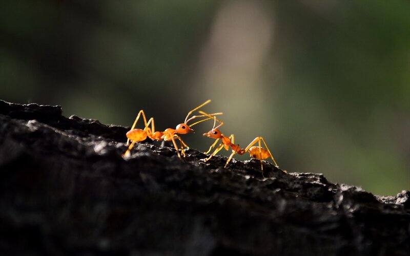 Two Orange Ants