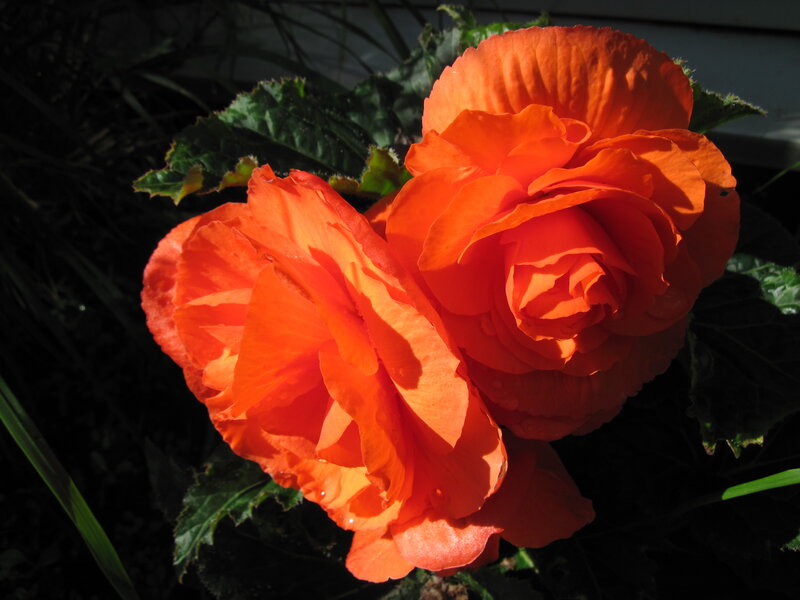 Two Orange Begonia Flowers — Dramatic