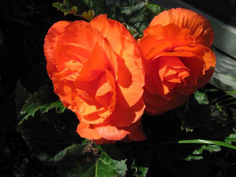Two Orange Begonia Flowers