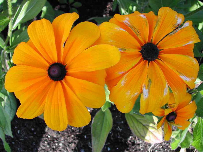 Two Orange Black-eyed Susans