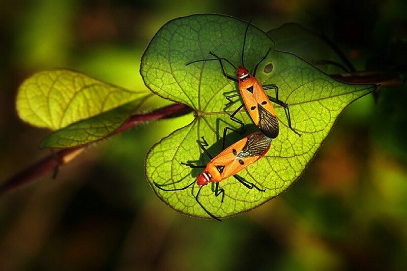 Two Orange Bugs on Leaf