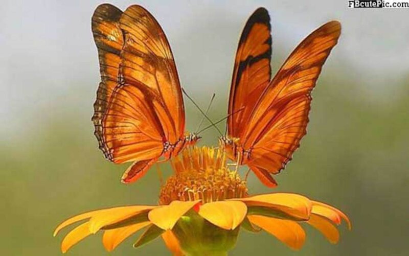 Two Orange Butterflies — Calm, Afternoon, Photograph