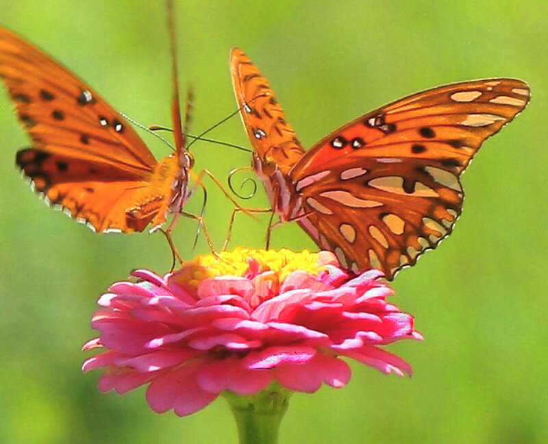 Two Orange Butterflies — Calm, Afternoon