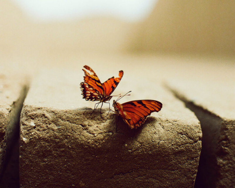 Two Orange Butterflies — Calm, Photograph, Brick