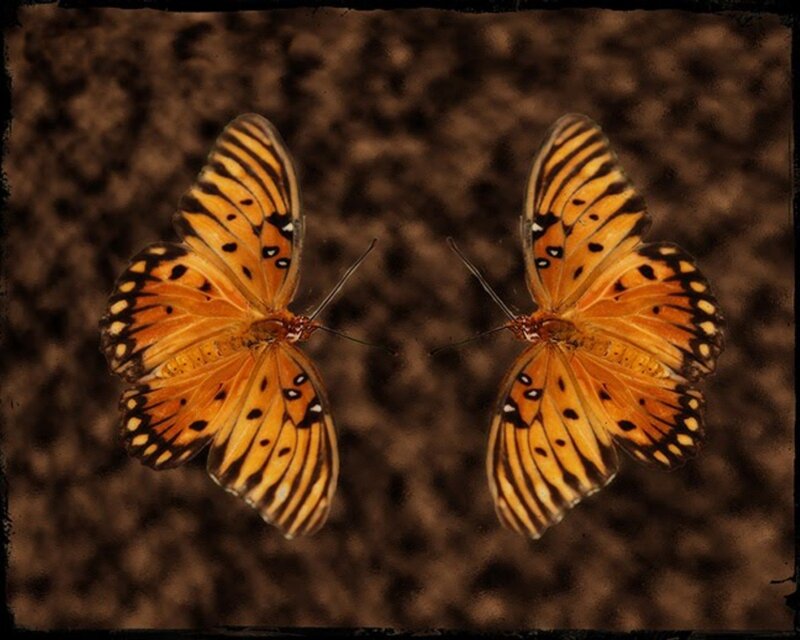 Two Orange Butterflies — Calm, Photograph, Brown Background