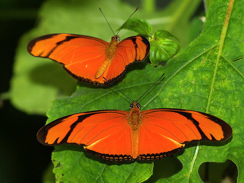 Two Orange Butterflies — Calm, Photograph