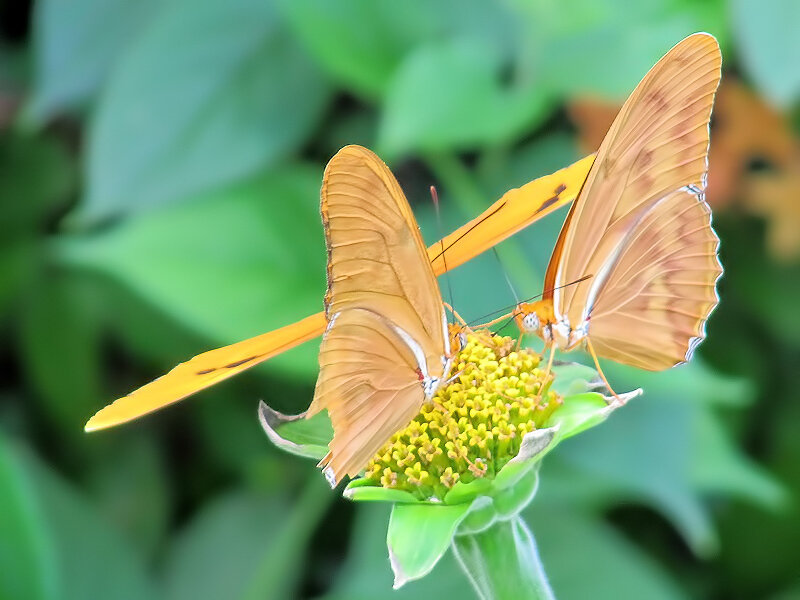 Two Orange Butterflies — Calm